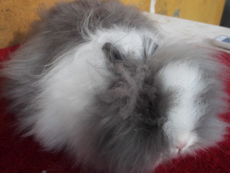 fêmea teddy   maiara