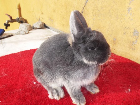 macho  anão  holandês  brook