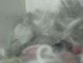 /album/a1-ninha-de-teddys/a012-jpg3/